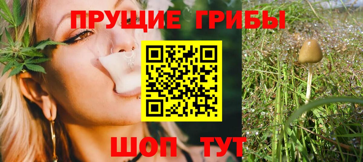 Псилоцибиновые грибы Cubensis Вязьма